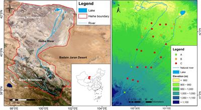 Root attributes dominate the community assembly of soil fungal functional guilds across arid inland river basin